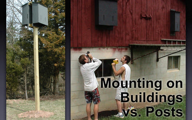 Mounting a Bat House on a Post vs. a Building