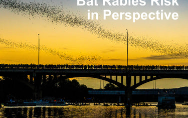 Bat Rabies Risk in Perspective