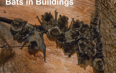 Bats in Buildings