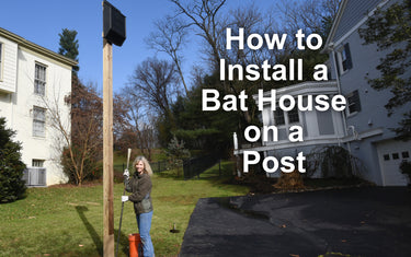 How to Install a Bat House