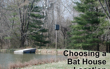 How to Choose a Bat House Location