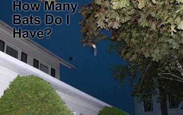 How Can I Tell How Many Bats I Have?