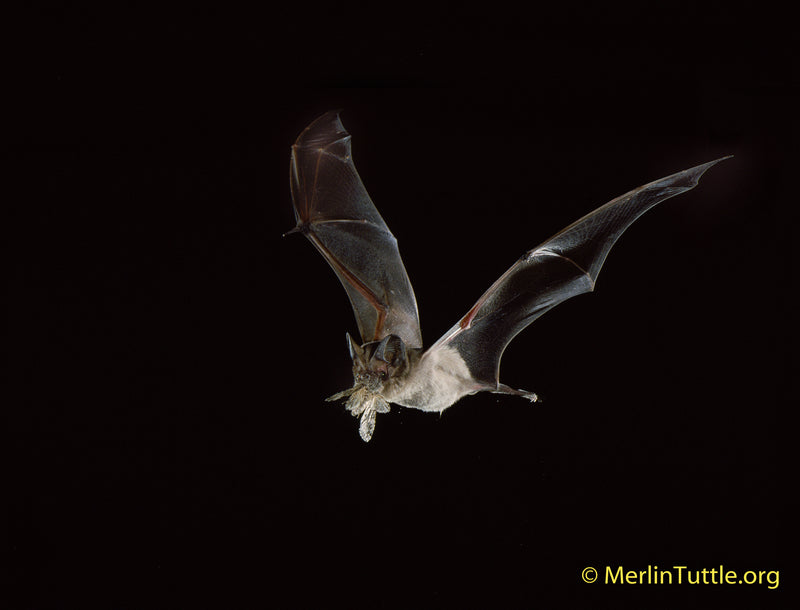 Merlin Tuttle Bat Conservation Membership Discount