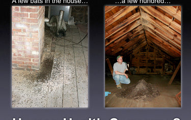 Human Health Concerns and Bats