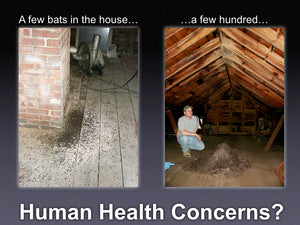 Human Health Concerns and Bats