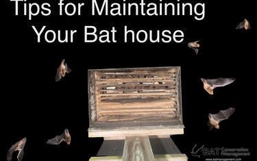 How to Maintain Your Bat House