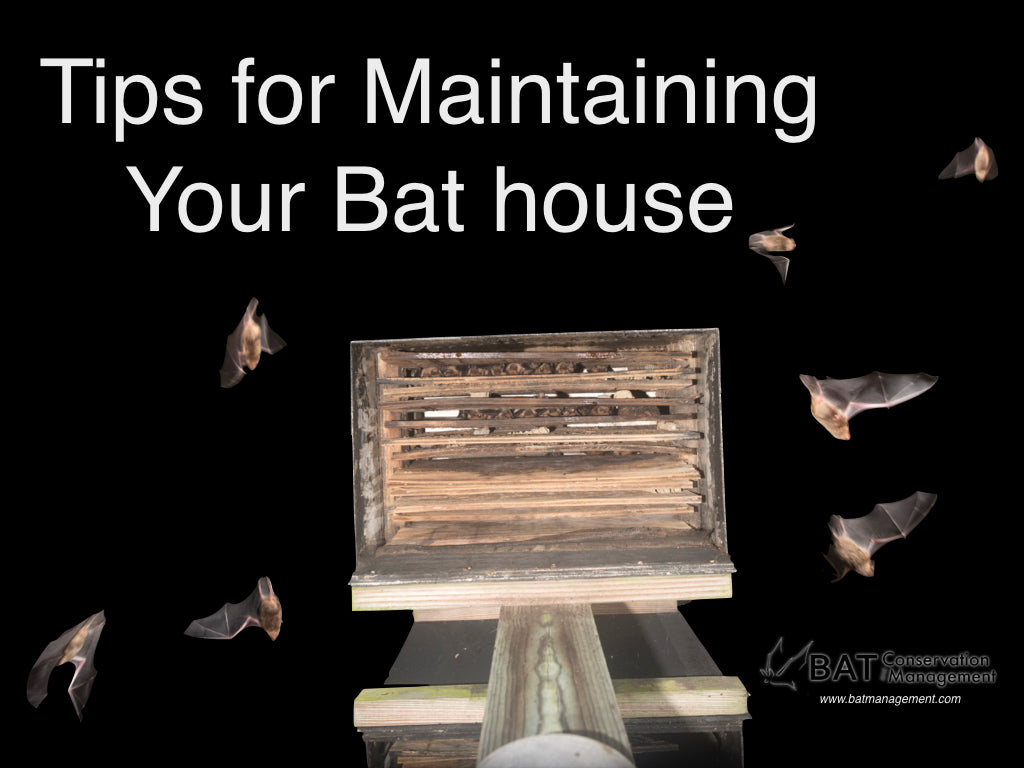 Bat Management How to Maintain Your Bat House – Bat Conservation and Management, Inc.