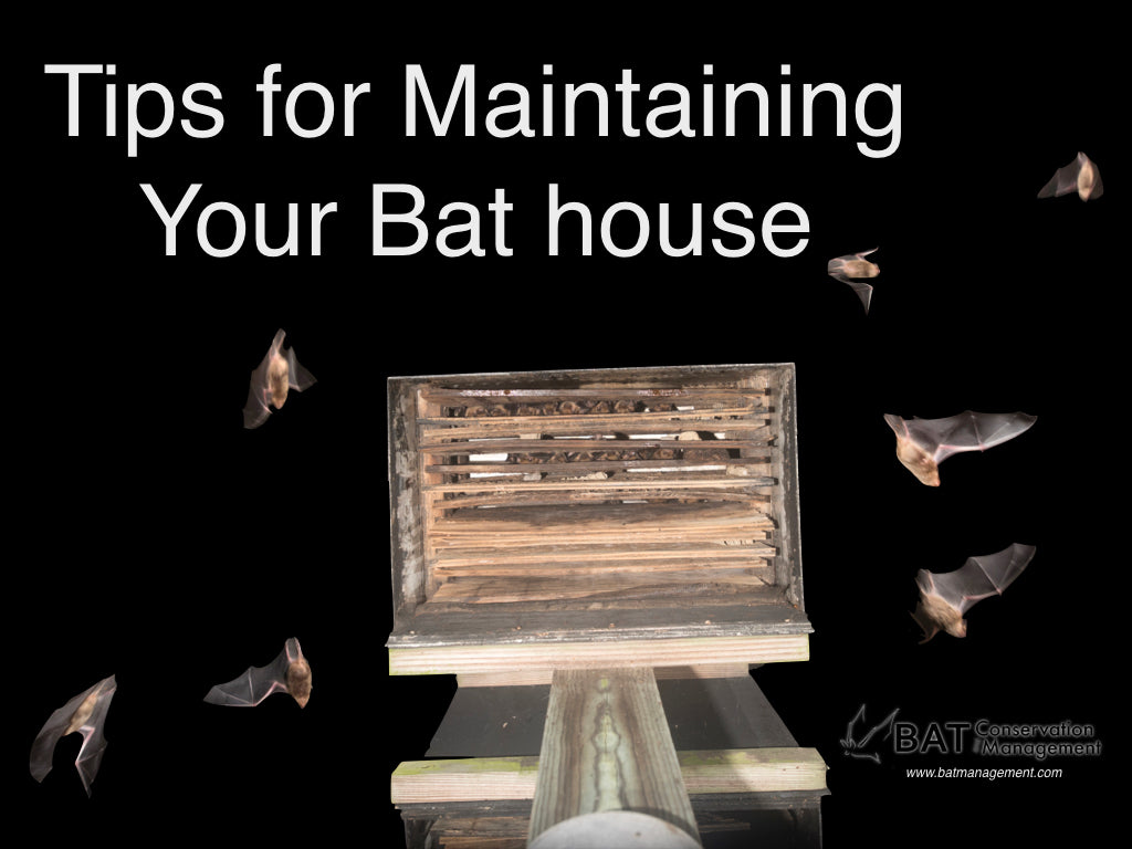 How to Maintain Your Bat House