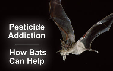 Pesticide Addiction: How Bats Can Help