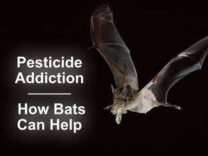 Pesticide Addiction: How Bats Can Help