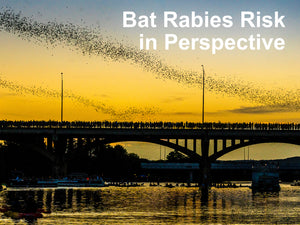 Bat Rabies Risk in Perspective