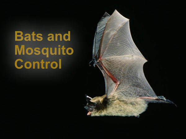 Bats and Mosquito Control
