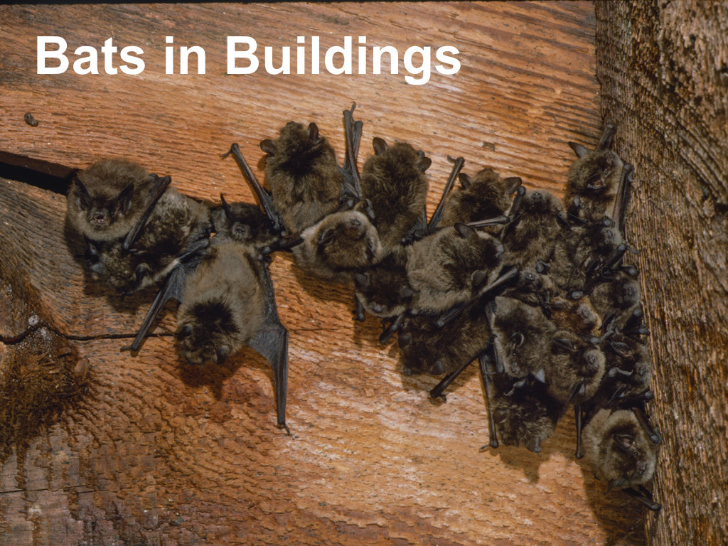 Bat Management Bats in Buildings – Bat Conservation and Management, Inc.