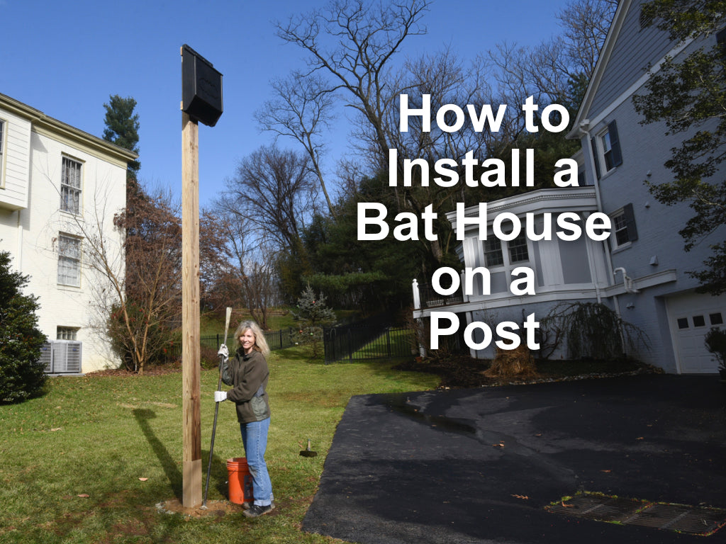 Bat Management How to Install a Bat House – Bat Conservation and Management, Inc.