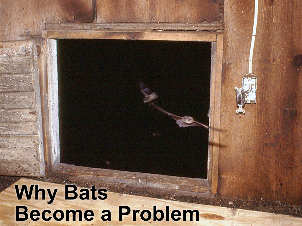 Why Bats Become a Problem and What is a Bat Exclusion? – Bat Conservation  and Management, Inc.