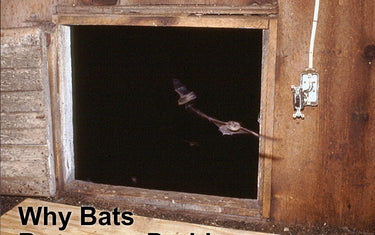 Why Bats Become a Problem and What is a Bat Exclusion?