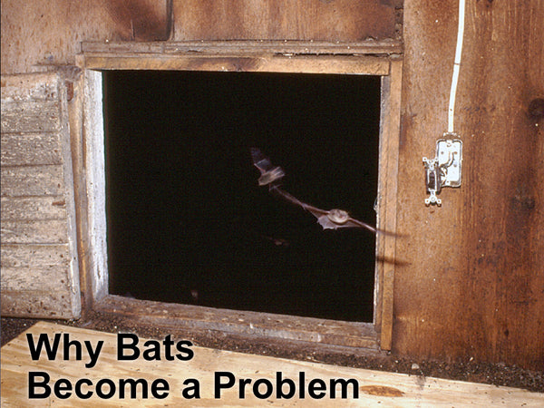 Why Bats Become a Problem and What is a Bat Exclusion?