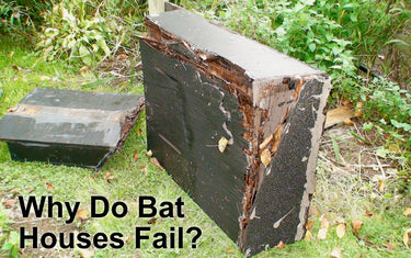 Why Do Some Bat Houses Fail?
