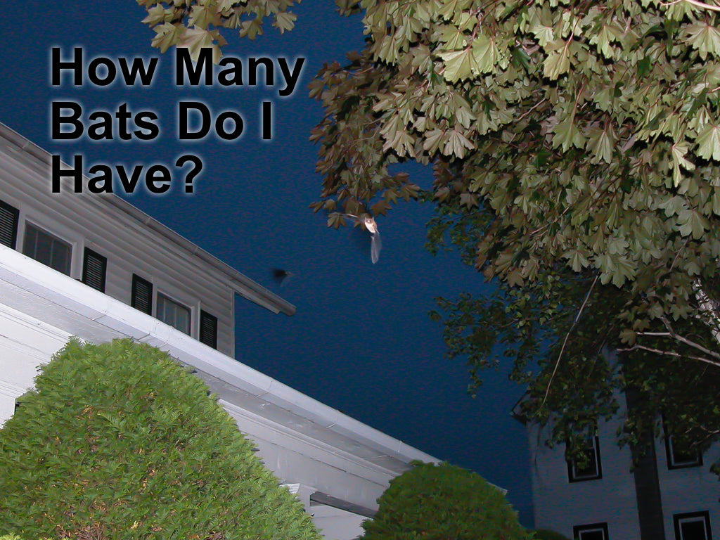 How Can I Tell How Many Bats I Have? – Bat Conservation and Management ...