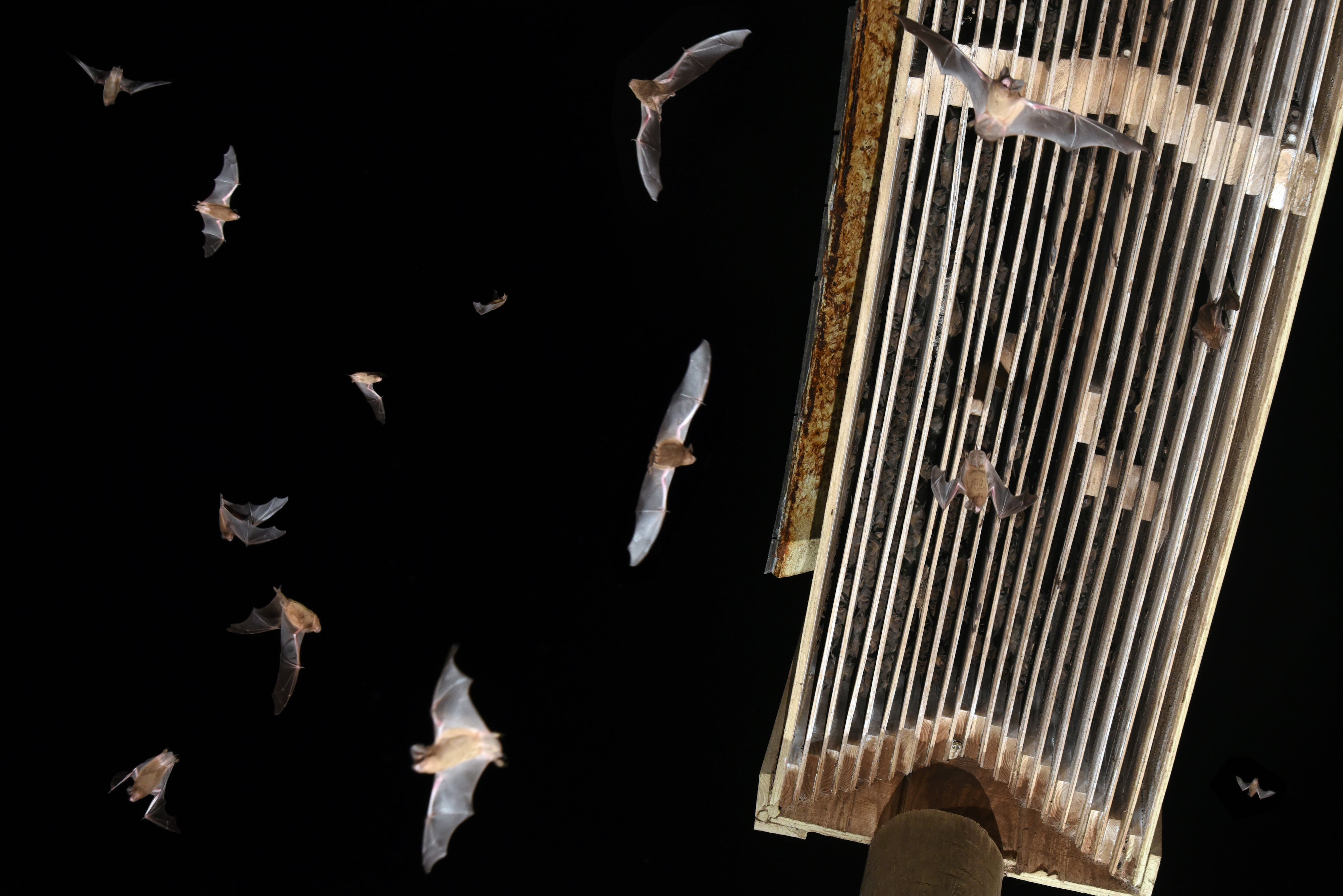Bat Houses – Bat Conservation and Management, Inc.
