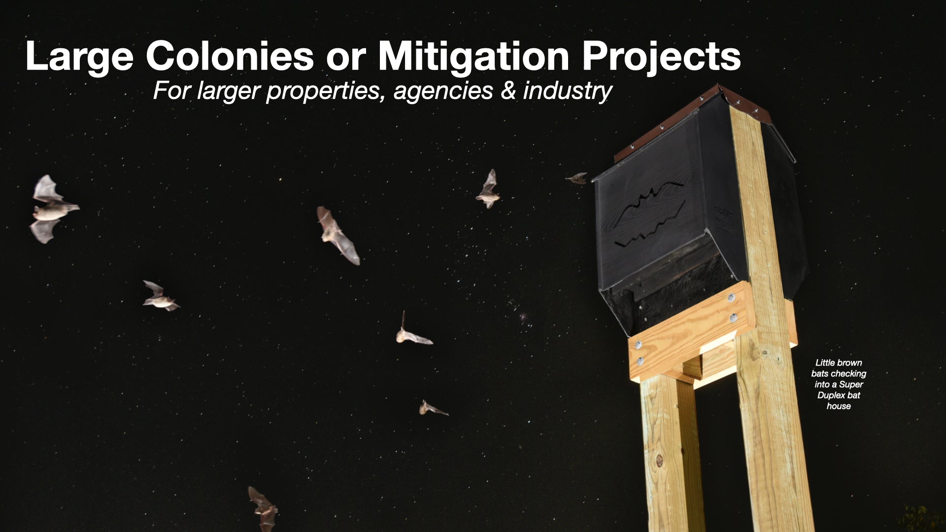 Big Bat Houses for Mitigation, Sanctuaries, or Large Colonies – Bat ...