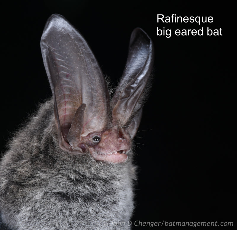 Bat Capture, Handling, & Telemetry Workshop (KY) August 27-31, 2024