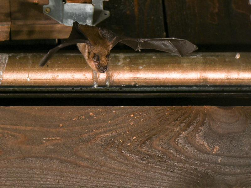 Bat Management Bat Conservation and Management – Bat Conservation and Management, Inc.