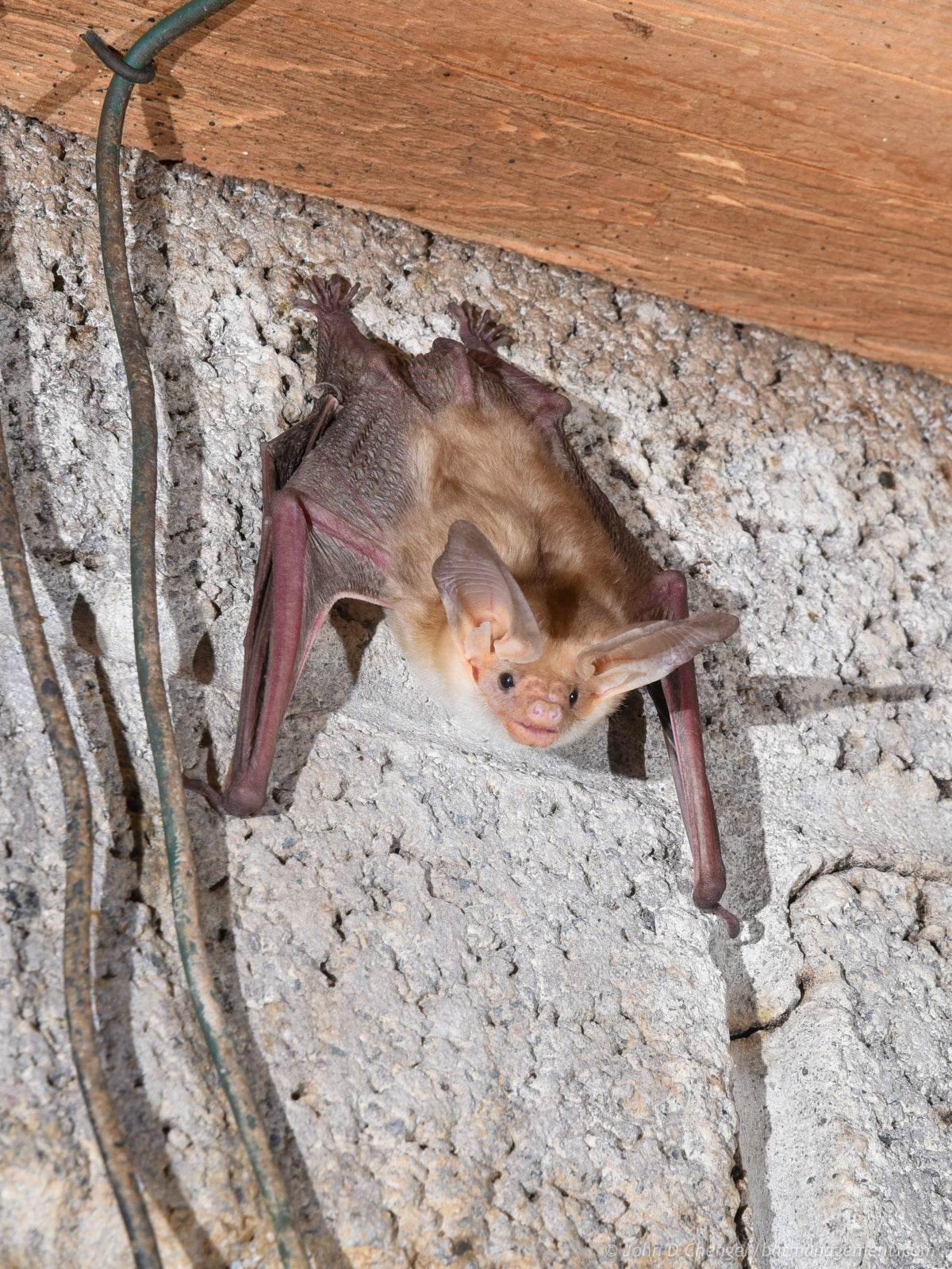 Bat Management What is a Bat House and Why Would I Want One? – Bat Conservation and ...