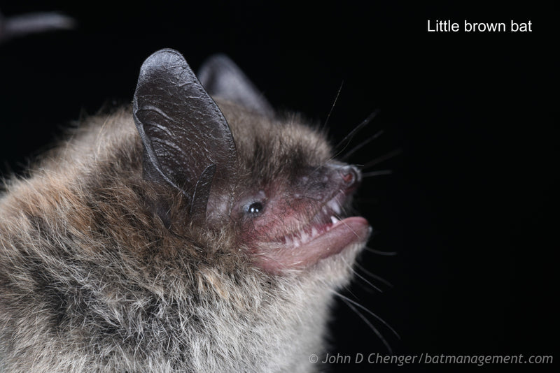 Bat Capture, Handling, and Radio Telemetry Workshop 2024