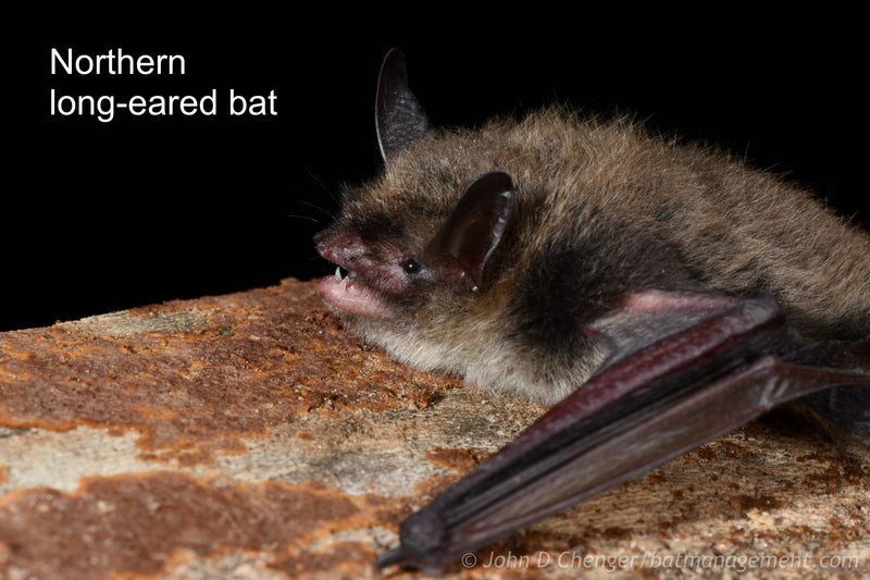 Bat Capture & Handling Workshop (KY) August 27-31, 2024