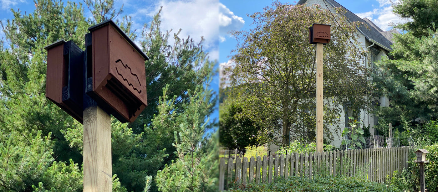 Bat Management Bat Conservation and Management – Bat Conservation and Management, Inc.