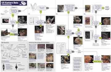 Eastern U.S. & Canadian Bats ID Key