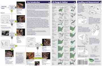 Eastern U.S. & Canadian Bats ID Key