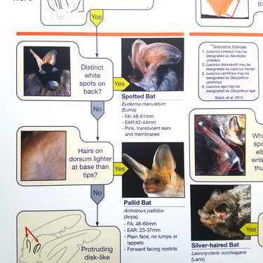 Western U.S. Bats ID Key