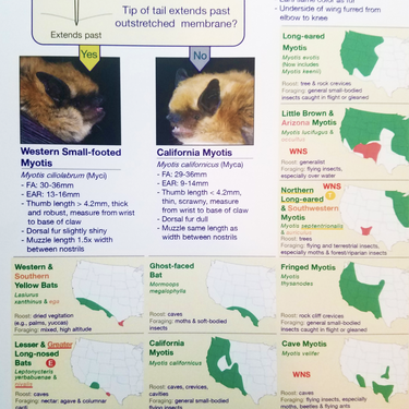 Western U.S. Bats ID Key