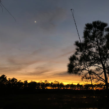 Bat Acoustic Field Monitoring & Eastern Call ID Workshop (FL) December 7-11, 2026
