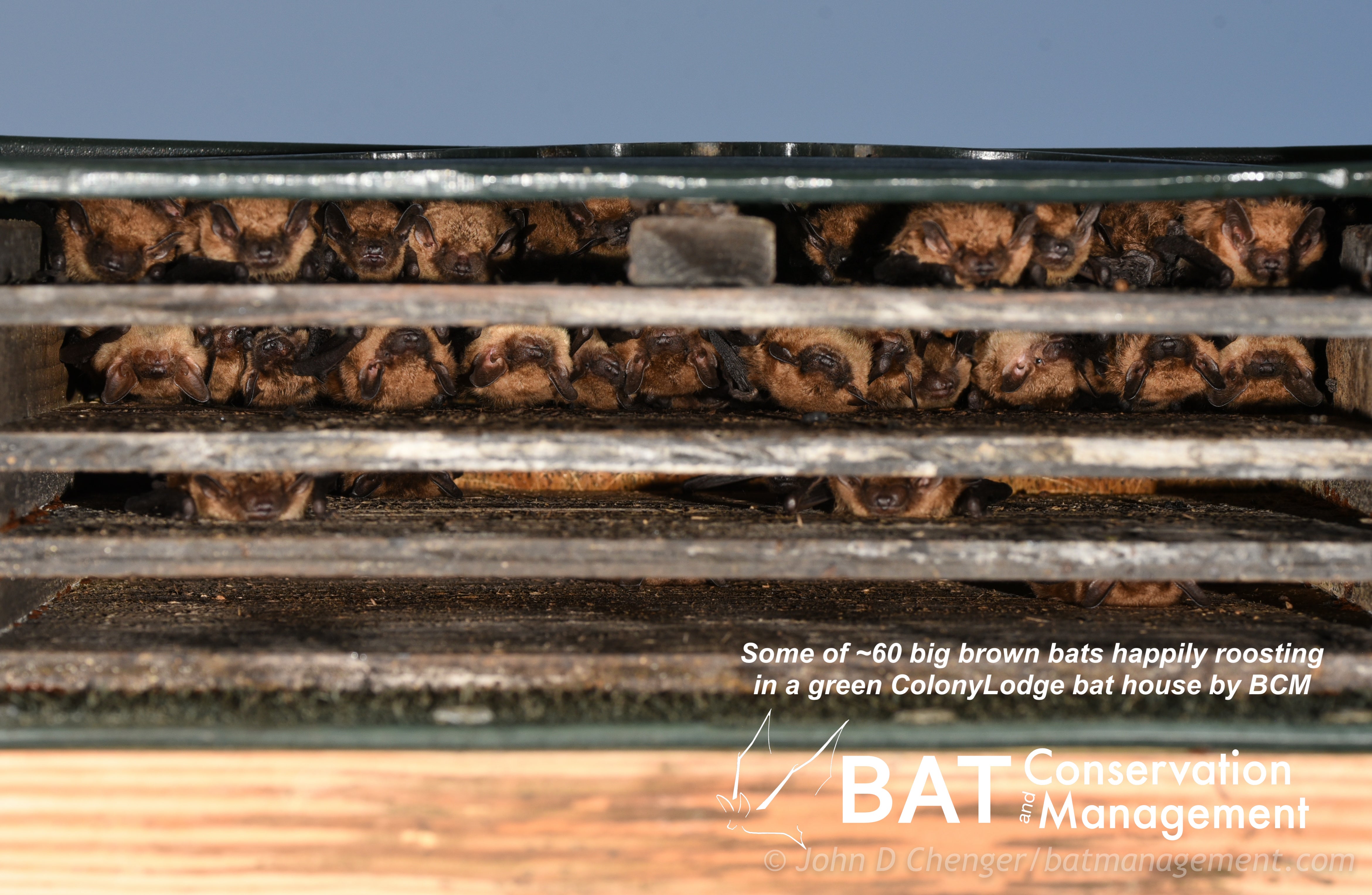 Bat Management ColonyLodge - 4 chamber resin – Bat Conservation and Management, Inc.