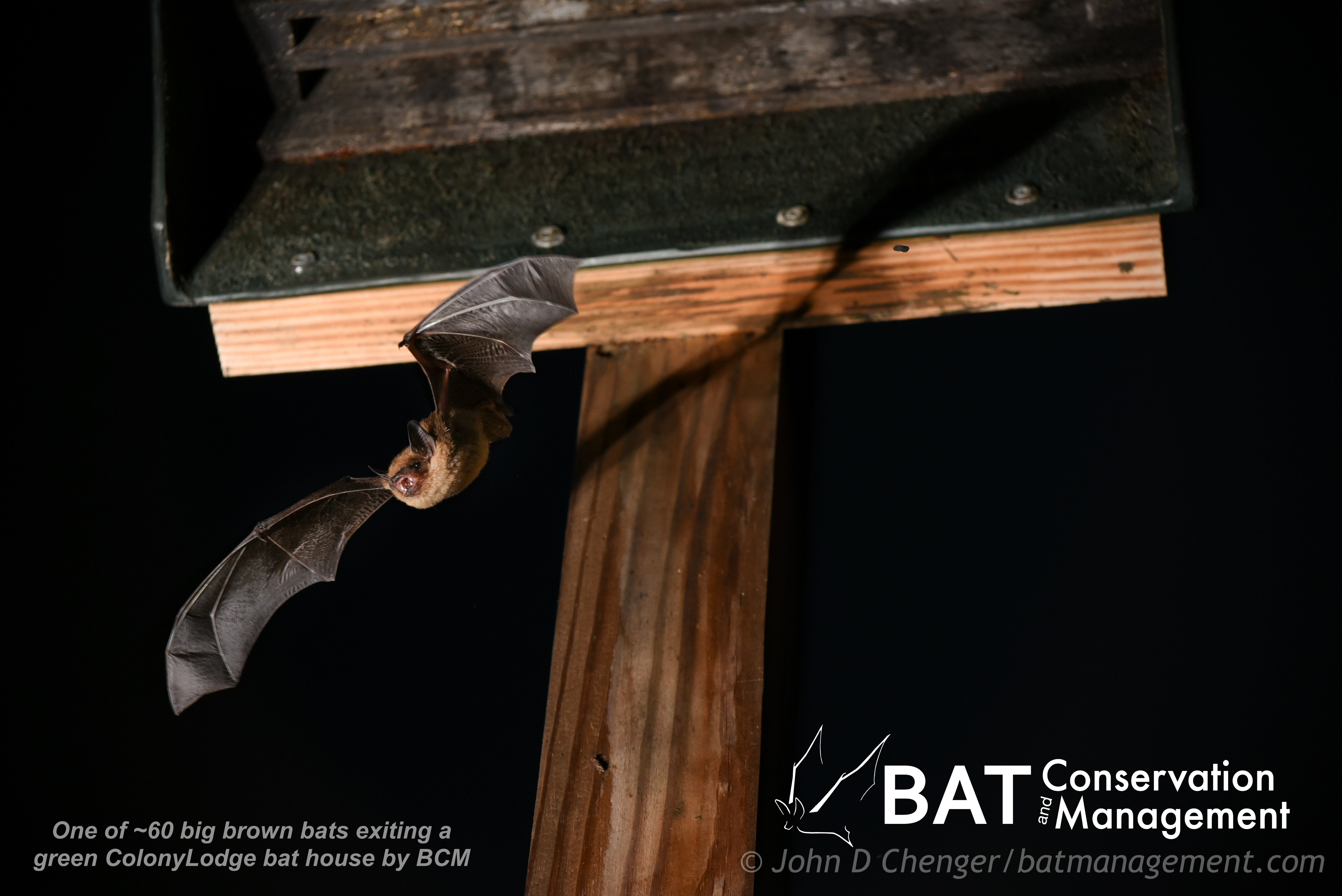 Bat Management ColonyLodge - 4 chamber resin – Bat Conservation and Management, Inc.