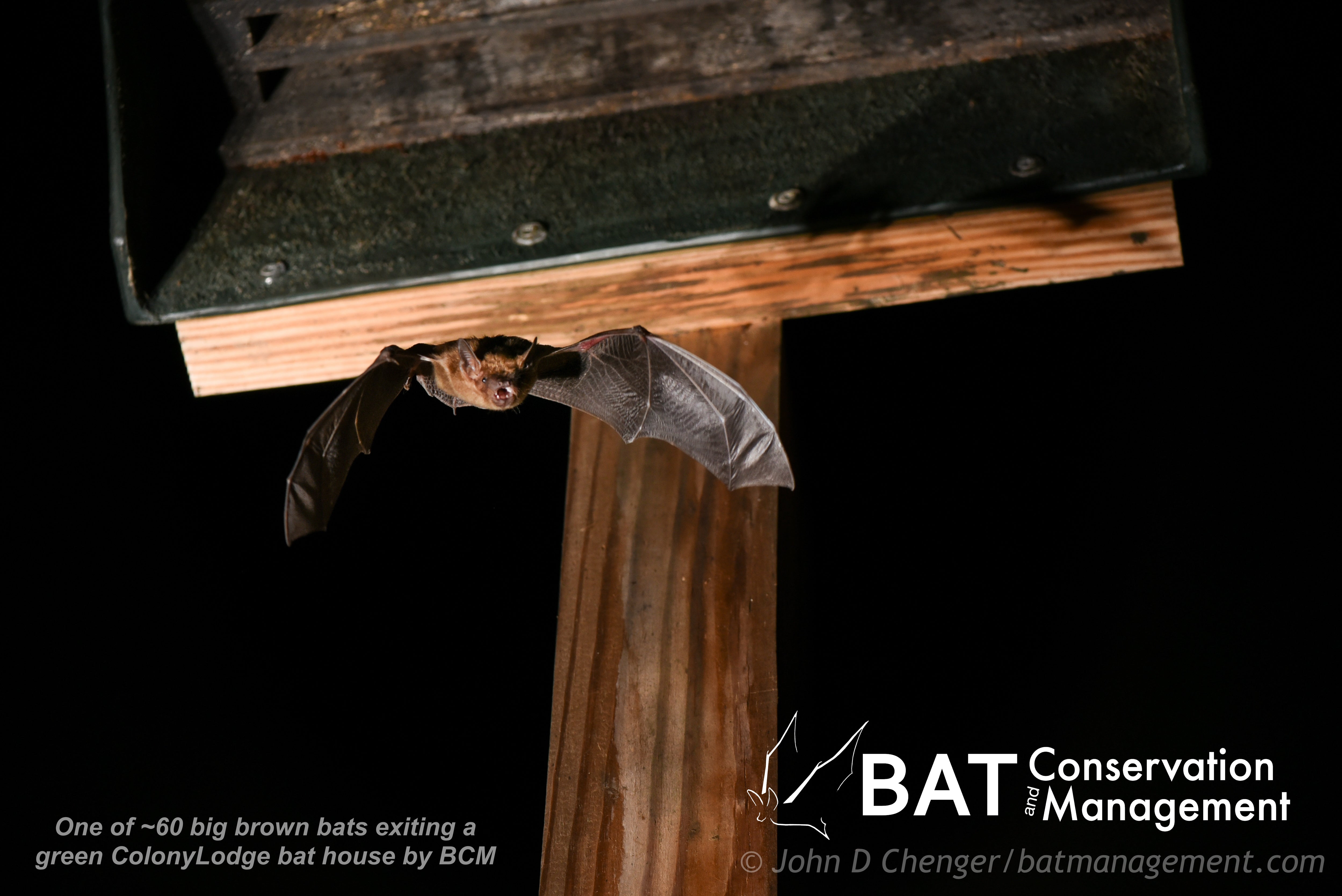 Bat Management ColonyLodge - 4 chamber resin – Bat Conservation and Management, Inc.