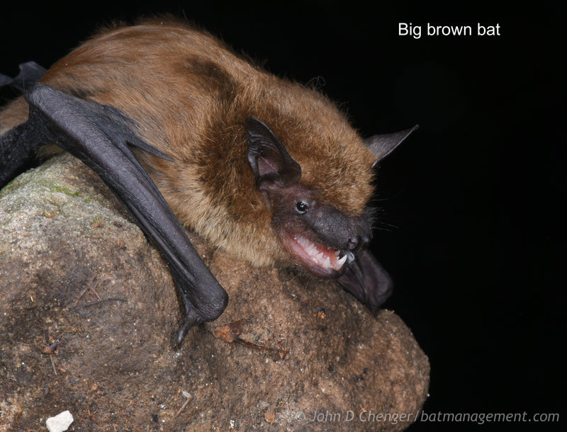 Bat Acoustic Field Monitoring & Eastern Call ID Workshop (KY) September 2-6, 2024; with optional handling activity