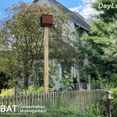 Buffalo Bat Habitat DayLodge - Build Your Own Bat House Kit