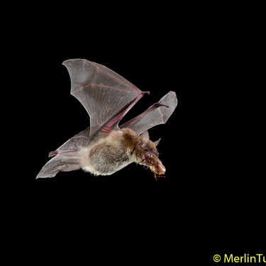 Merlin Tuttle Bat Conservation Membership Discount