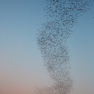 Merlin Tuttle Bat Conservation Membership Discount