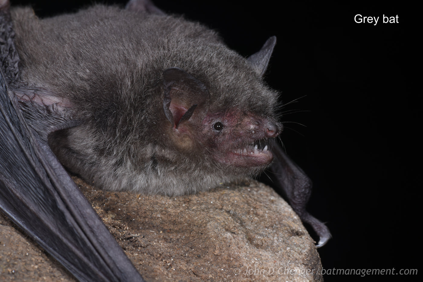 Bat Capture, Handling, & Telemetry Workshop (KY) August 26-30, 2025 ...