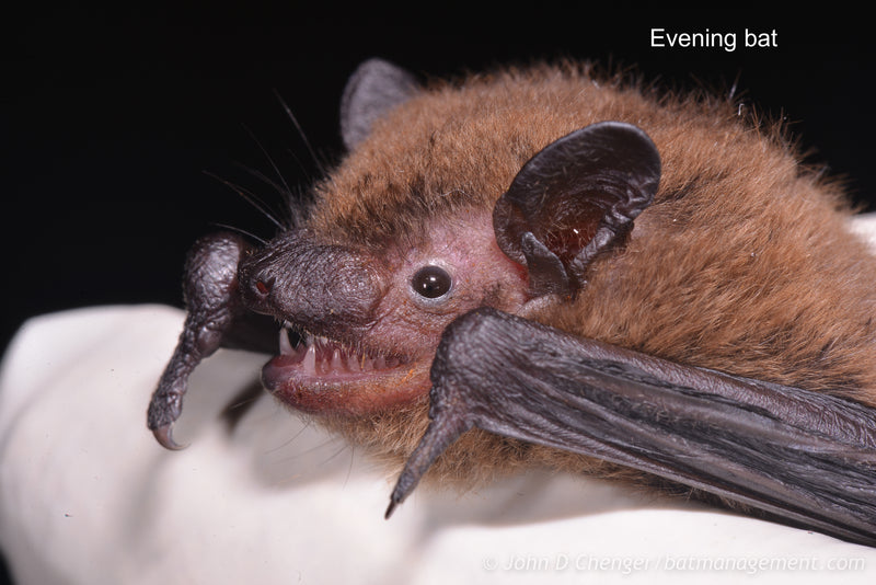 Bat Capture, Handling, & Telemetry Workshop (KY) August 27-31, 2024