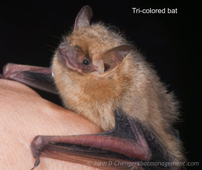Bat Capture & Handling Workshop (KY) August 27-31, 2024