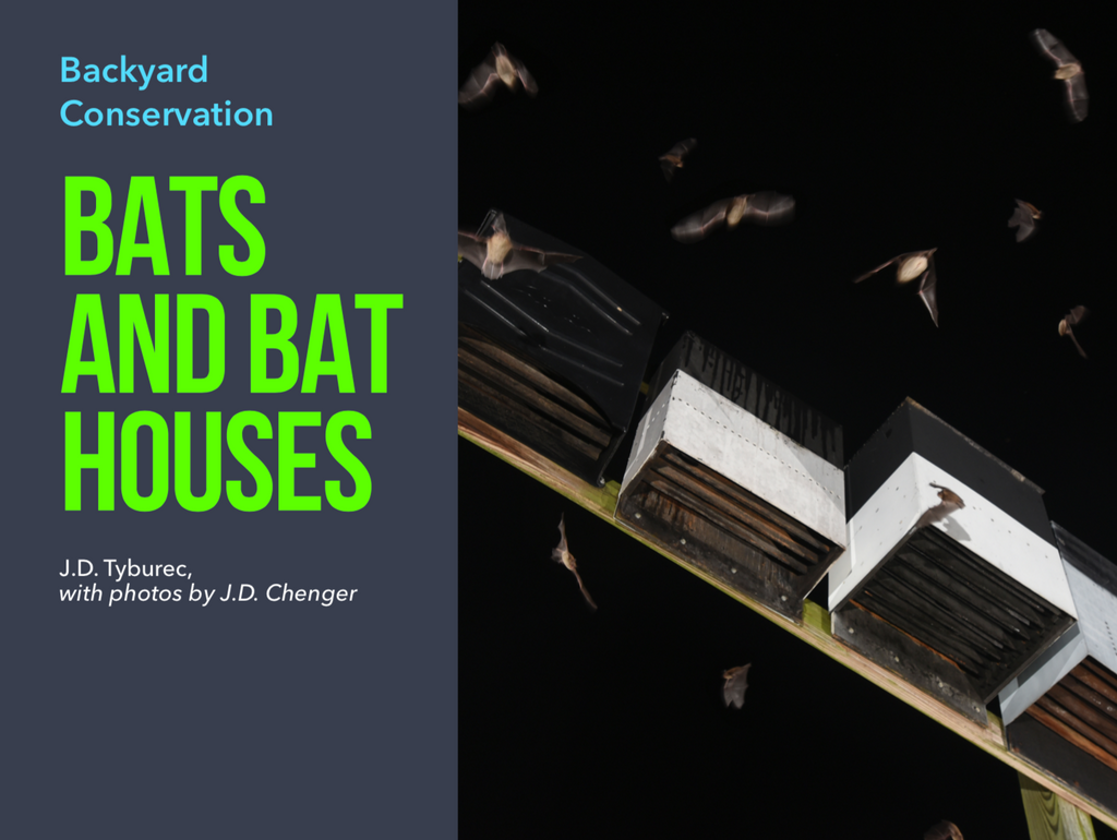 Bats and Bat Houses