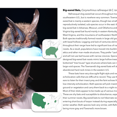 Bats and Bat Houses