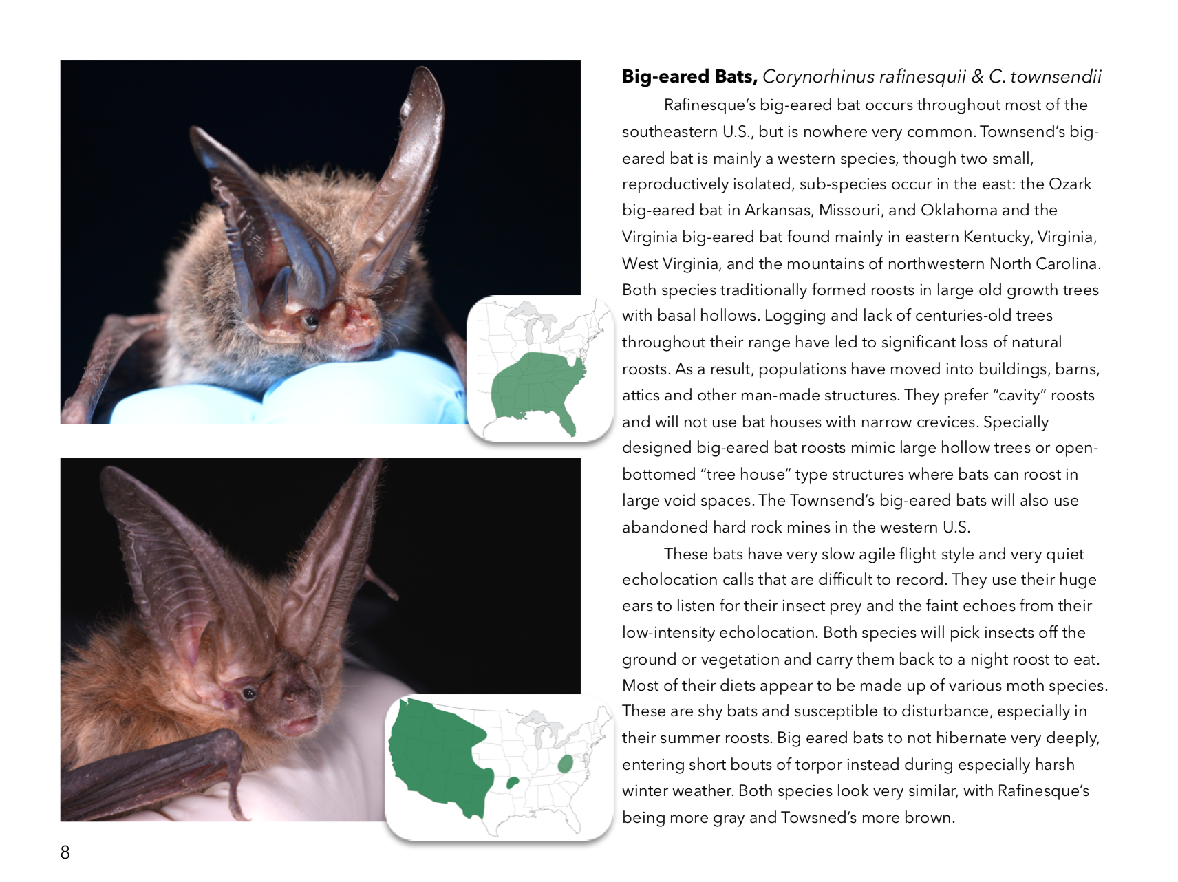 Bat Management Bats and Bat Houses – Bat Conservation and Management, Inc.