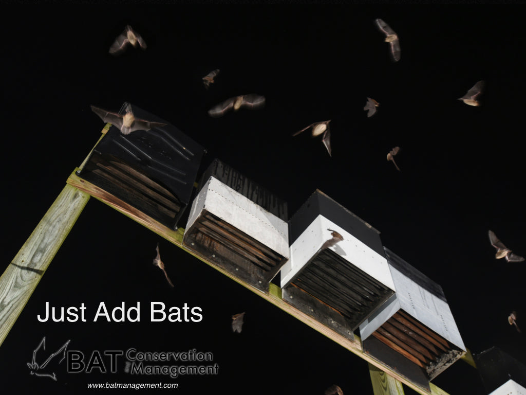 Bat Management ColonyLodge - 4 chamber resin – Bat Conservation and Management, Inc.